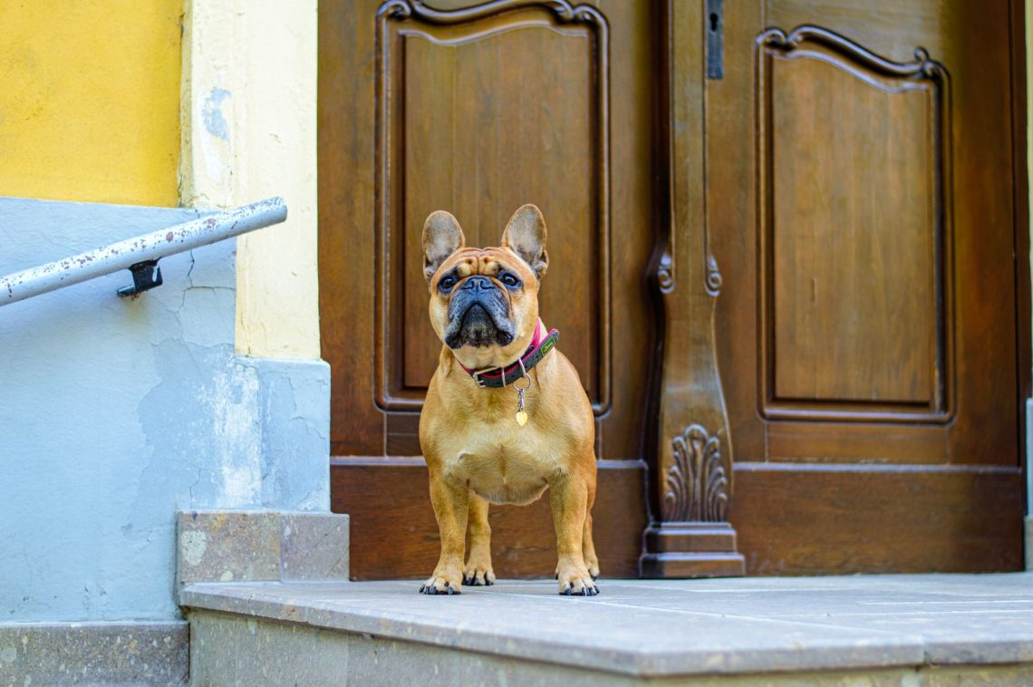 Pet Safety at Home: Essential Tips for Families in 2026