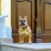 Pet Safety at Home: Essential Tips for Families in 2026